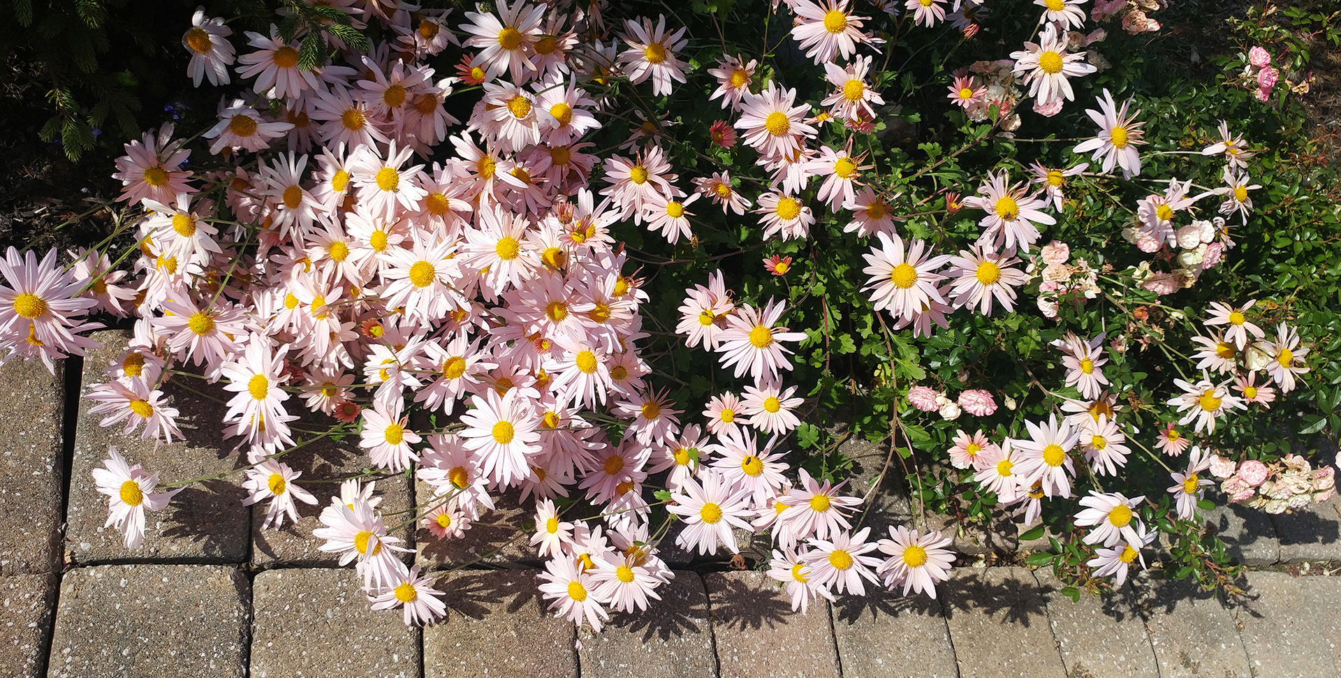 October-Pink-Mums-LR