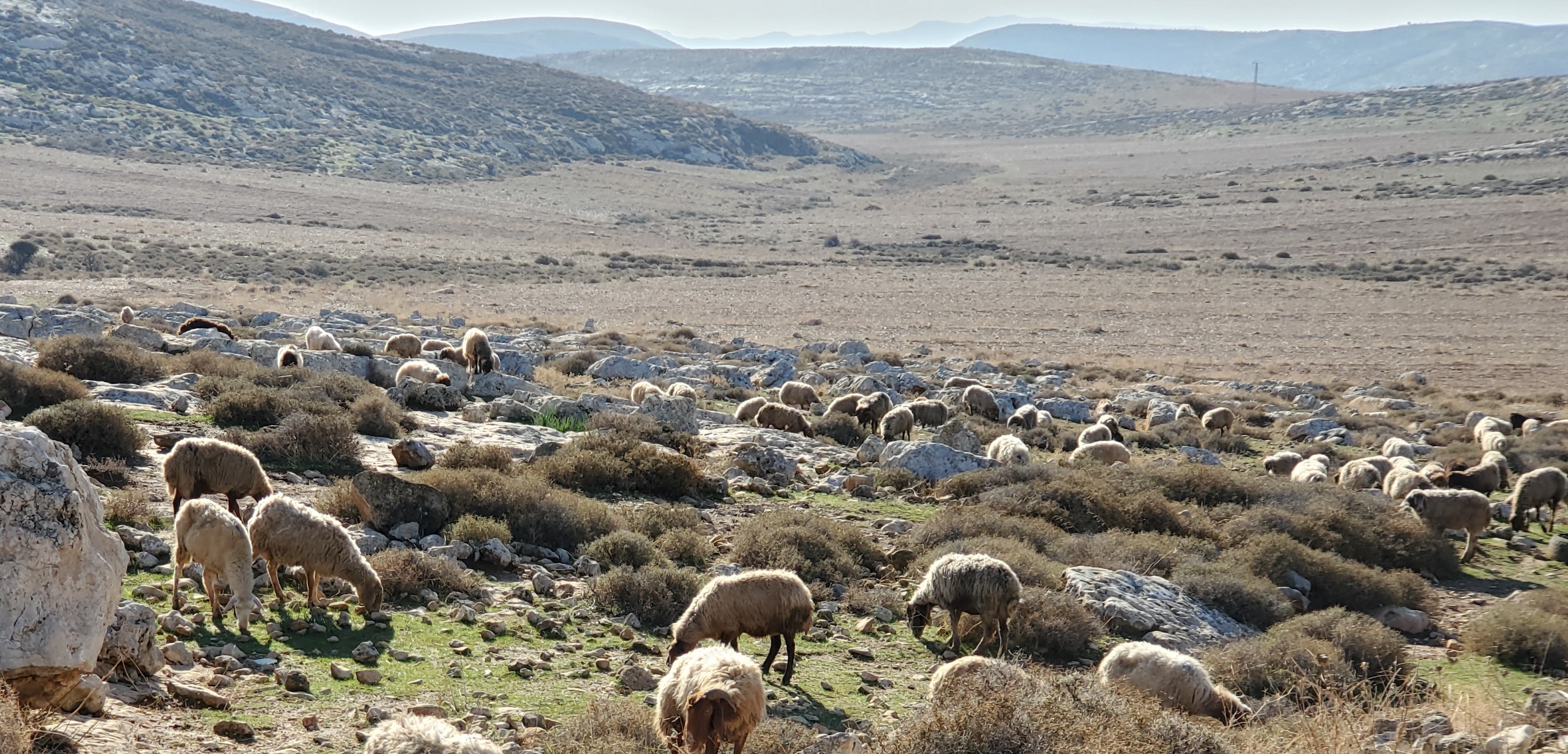 Taybeh---Sheep
